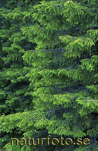 Grangrenar
picea abies, medelpads landskapsblomma  