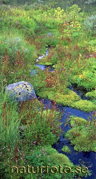 Liten fjällbäck
kvanne och källdunört
angelica archangelica
epilobium alsinifolium, kuortovaara jårkastaka lappland  