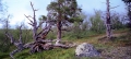 fjälltallens sista utpost, tallar
pinus sylvestris
pine tree