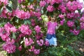 rhododendron i botaniska trädgården