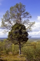 tall med två silhuetter, tallar
pinus sylvestris
pine tree