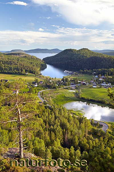 Häggvik, gaviksfjärden
the high coast, world heritage area
pinus sylvestris
pine tree, från stortorget, gåsnäsberget, nordingrå, ångermanland 
världsarvet höga kusten   