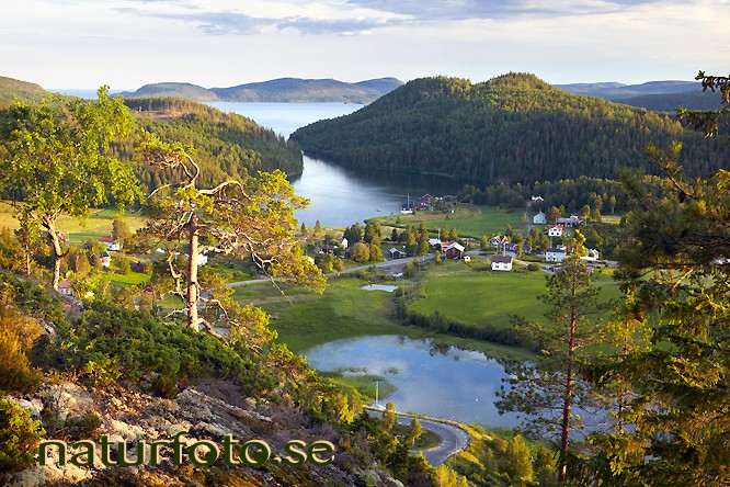 Häggvik, gaviksfjärden
the high coast, world heritage area
pinus sylvestris
pine tree, från stortorget, gåsnäsberget, nordingrå, ångermanland 
världsarvet höga kusten   