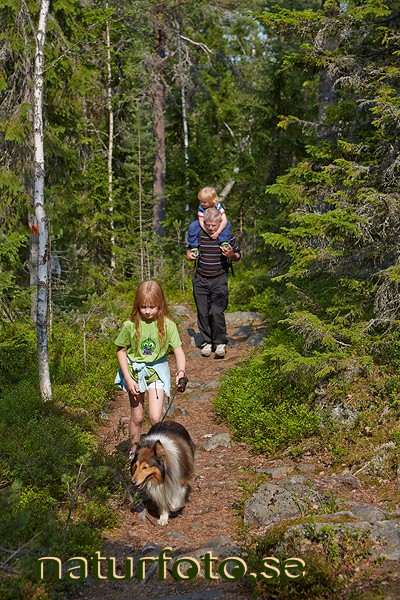 Familj vandrar i skogen 
ögeltjärns naturreservat
gullviks friluftsområde, ögeltjärnsberget, ångermanland, the high coast, world heritage area världsarvet höga kusten  