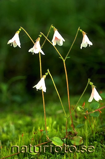 Linnea
linnea borealis, småland  