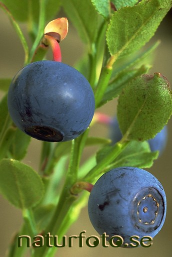 Blåbär
vaccinium myrtillus,   