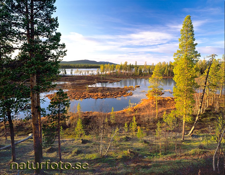 Skogsmyr, saarijärvi sautusvaara lappland  