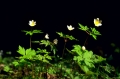 vitsippor
anemone nemorosa