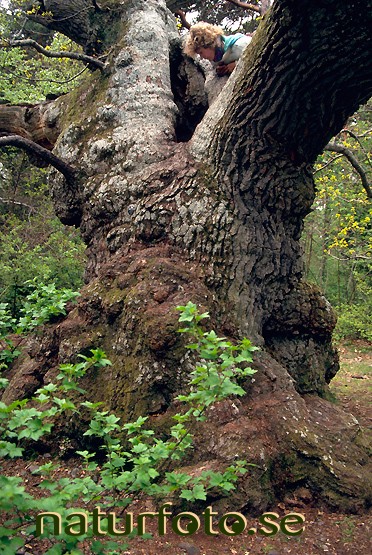 Trolleken
quercus robur, trollskogen öland
blekinges landskapsväxt  